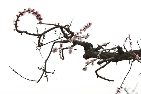 杏花枝干素材