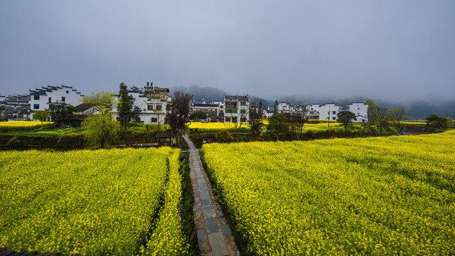 婺源油菜花