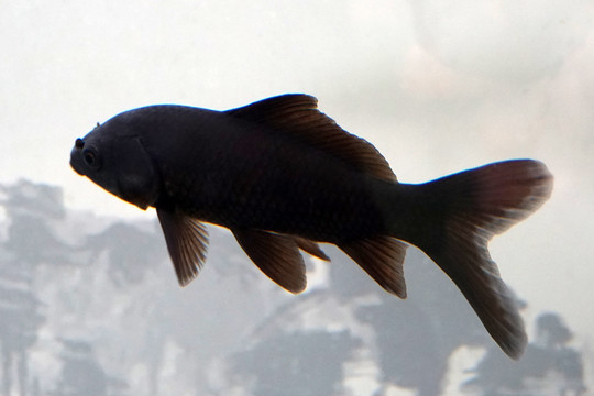 黑长尾草金鱼