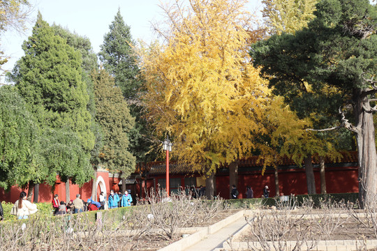 景山公园秋景