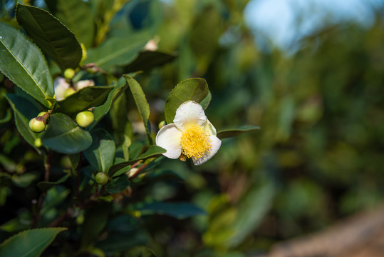 茶树开花