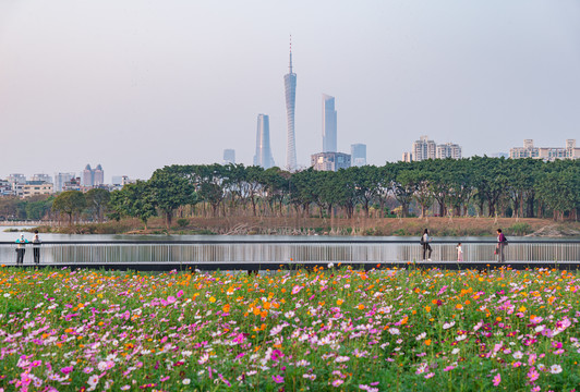 广州塔前海珠湖格桑花盛开