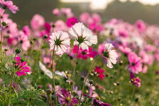 格桑花滴水珠