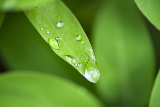 绿叶雨水水珠特写