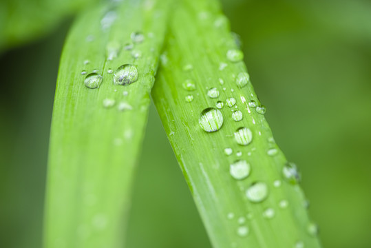 绿叶雨水水珠特写