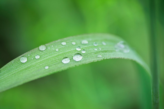 绿叶雨水水珠特写