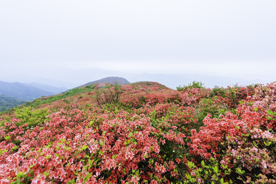 八卦脑杜鹃花