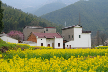 乡村油菜花