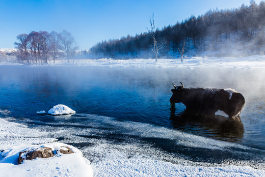 冬季河流奶牛吃草