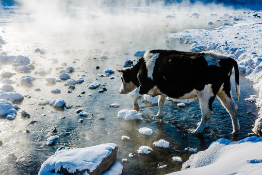 冰雪河流奶牛