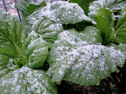 雪中菜地