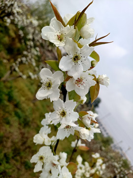 李树花