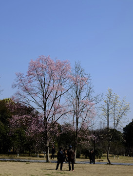 玉兰花树