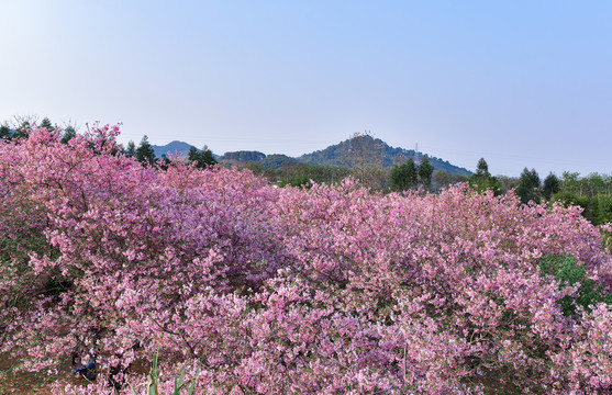 韶关樱花