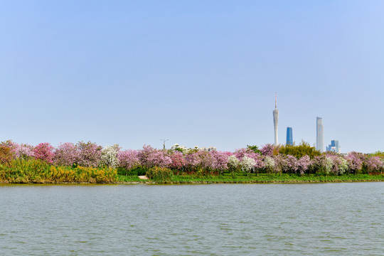 广州海珠湿地公园