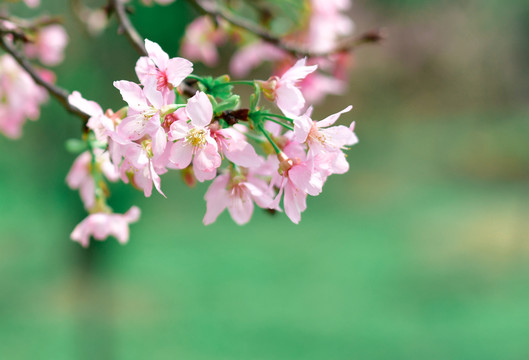 樱花壁纸屏保