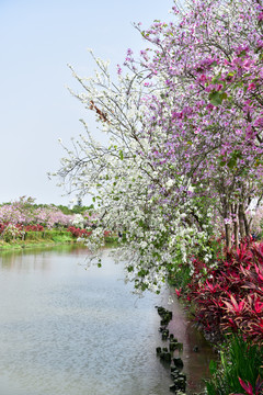 海珠湿地紫荆花