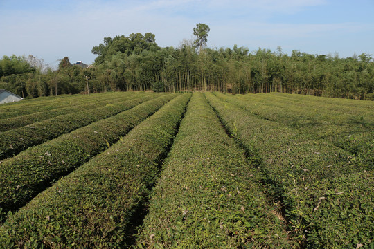 初春的茶园