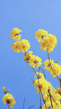 风铃花风铃木