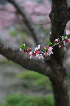 黄桃桃花