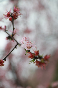 十里黄桃桃花