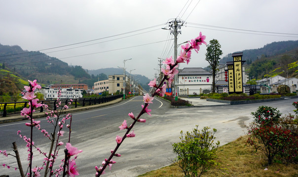 桃花朵朵开