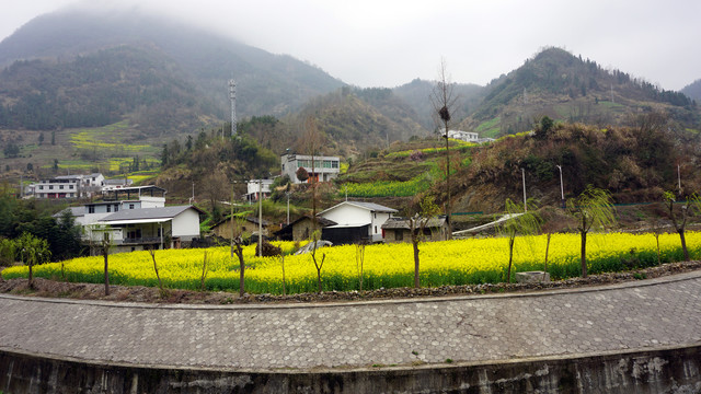 油菜花开