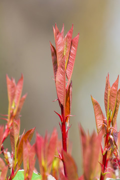 芽