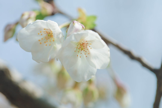 樱花