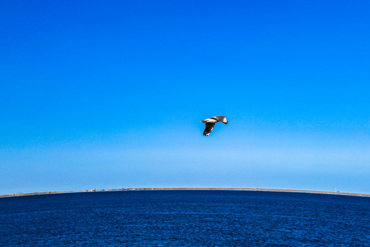 海上大雁