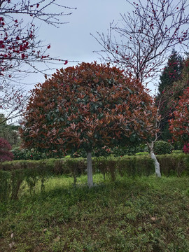 红叶石楠景观树