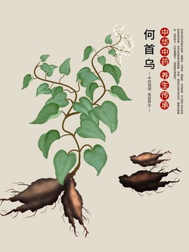何首烏繪畫