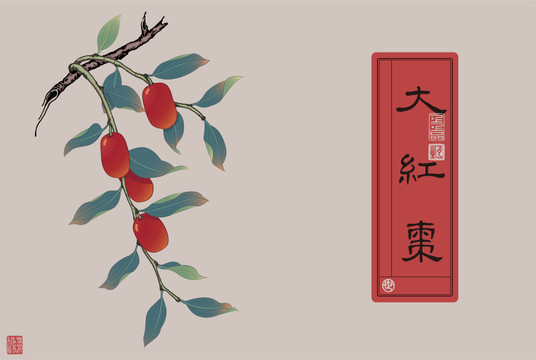 紅棗插圖