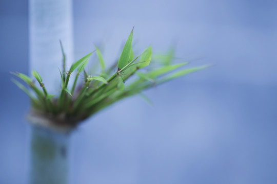 竹子发芽