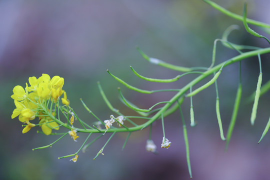 油菜花特写