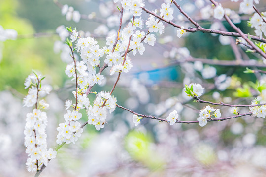 李花盛开春到来