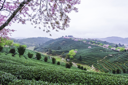 福建永福樱花茶园