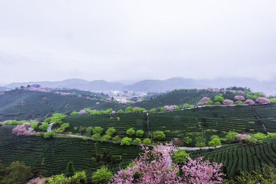 福建永福樱花茶园