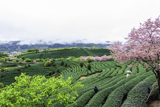 福建永福樱花茶园