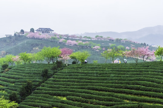 福建永福樱花茶园