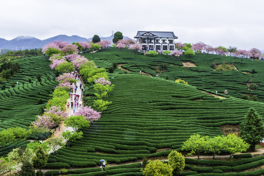 福建永福樱花茶园