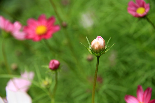 波斯菊