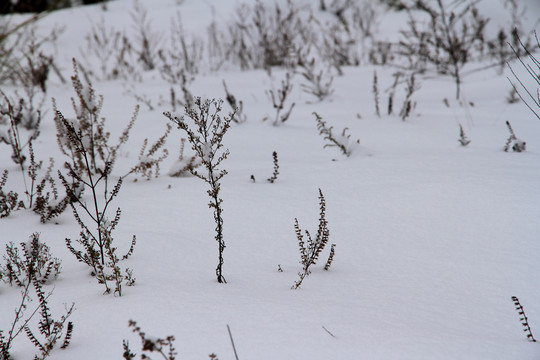 雪