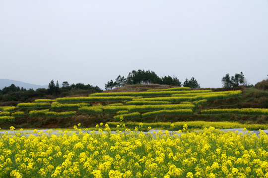 油菜花