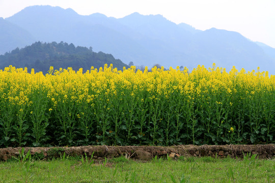 油菜花