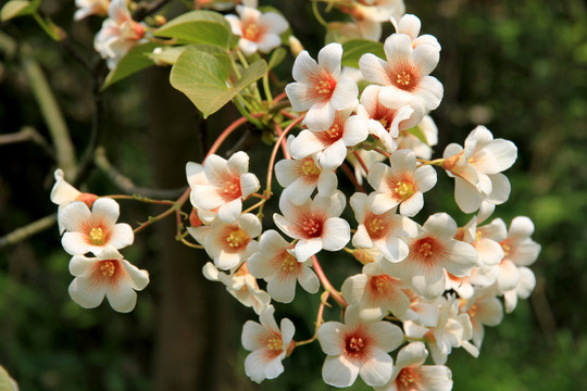 桐油花