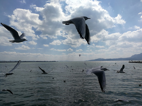 海鸥