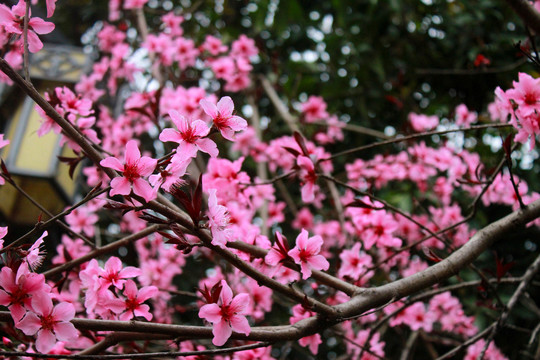 桃花