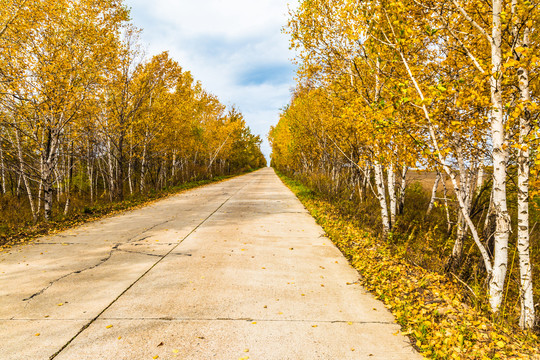 秋季乡村公路两侧白桦树林