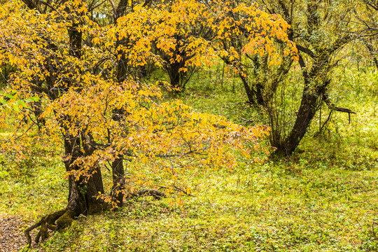 秋季榆树